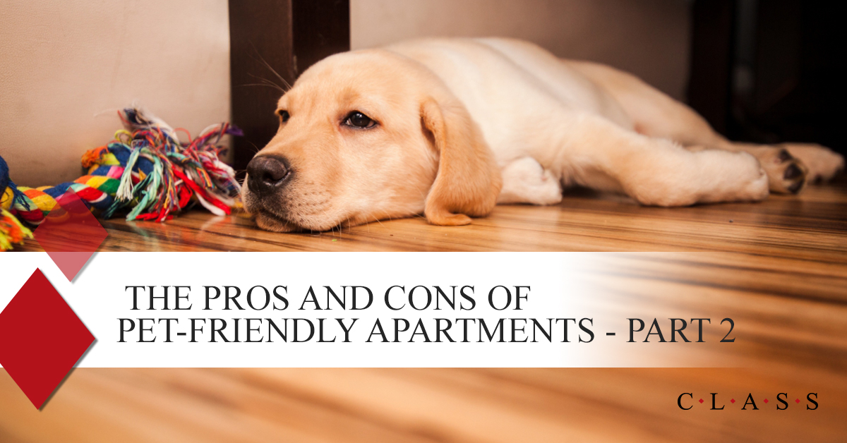 The Pros and Cons of PetFriendly Apartments Part 2 Apartment Vacancy Solutions